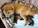 犬